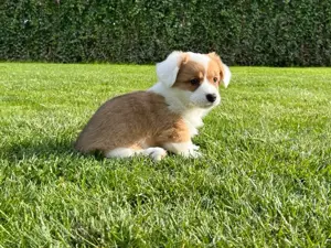  Hündin Welsh Corgi Cardigan FCI Stammbaum