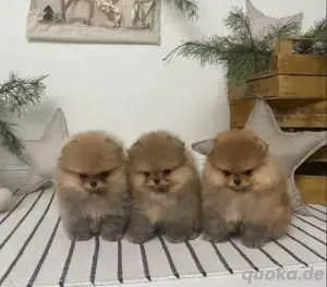 Super Pomeranian mini Zwergspitz welpen