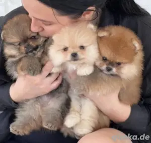Supi Pomeranian Zwergspitz welpen