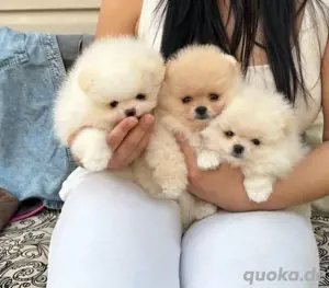 Super pomeranian mini Zwergspitz welpen
