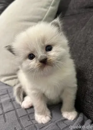 Ragdoll Mix