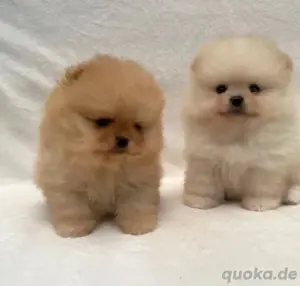 Super pomeranian mini Zwergspitz welpen