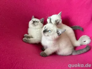 katzen babys  Bild 2