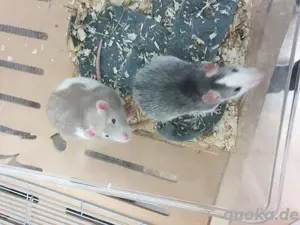 Ratten zu verkaufen