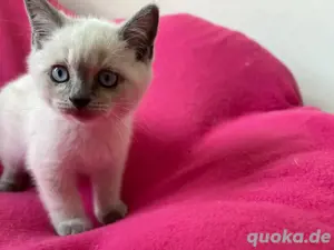 katzen babys  Bild 3