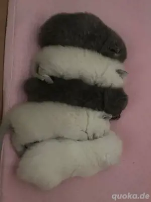 katzen babys  Bild 4