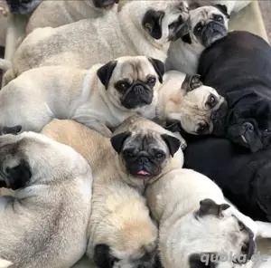 Mops welpen