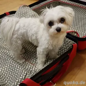 Malteser Hündin sucht ein neues Zuhause