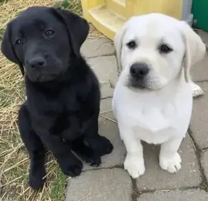 Super Labrador Retriever welpen