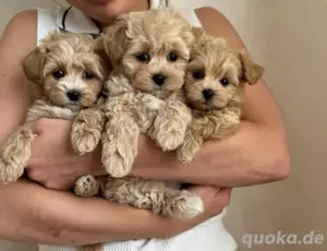 Maltipoo mini welpen