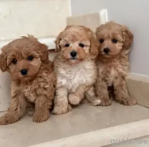 Maltipoo mini welpen