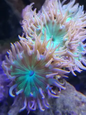 Korallen Meerwasser Bild 6