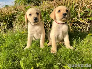 nur noch 2 zuckersüße Labrador (weibchen)Welpen