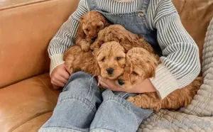 Maltipoo mini welpen 