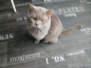 bkh kater 