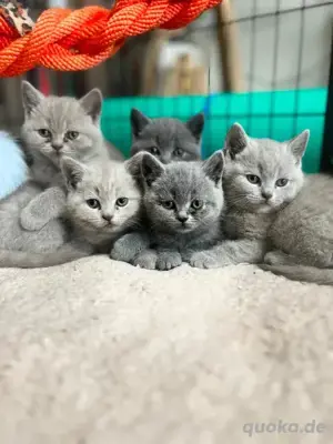 BKH kitten