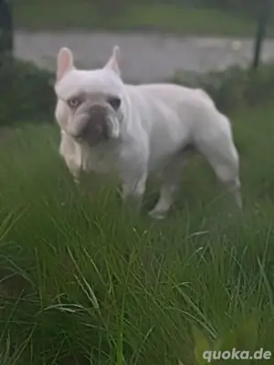 französische bulldogge rüde 