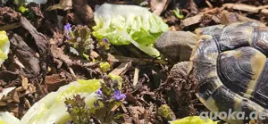 Griechische Landschildkröten