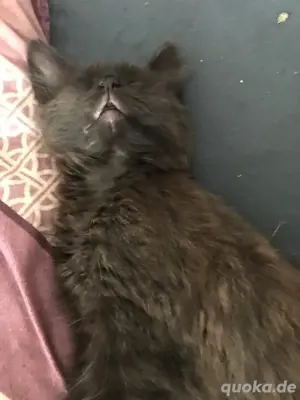Katze abzugeben 
