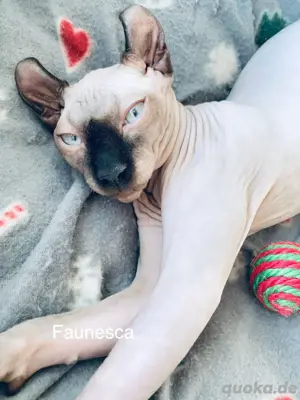 ** Zwei Elf Sphynx Katzen **