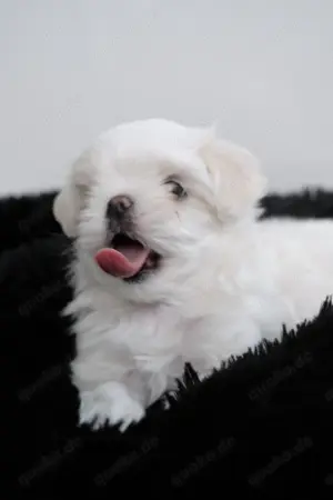 Malteser sehr kleiner Rüde Welpe koreanische Abstammung Hund 
