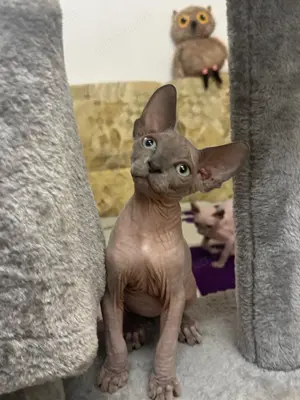 Zwei Sphynx Elf Kätzchen ab sofort reservierbar