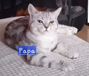 Britisch Kurzhaar Deckkater