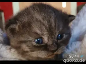 BKH Kitten 