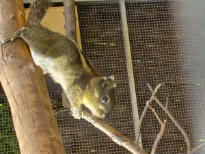 Chinesische Streifenhörnchen 