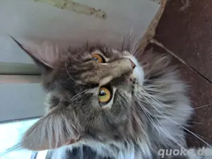 Maine Coon sucht ein neues Zuhause