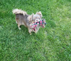 Hübscher Chihuahua (Rüde) sucht ein schönes zuhause