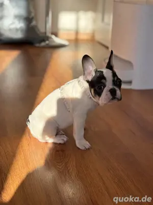 Französische Bulldogge mit Stammbaum 