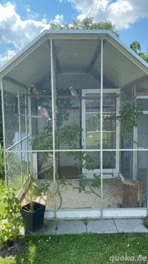 voliere vögel