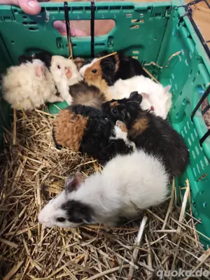 Meerschweinchen Jungtiere