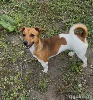 jack russel hündin sucht liebevolles zuhause.