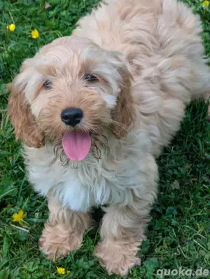 Cockapoo Welpen