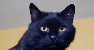 Schönheit Bellatrix			
