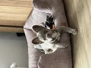 16 Wochen Junge Französische Bulldogge Fluffy Isabella 