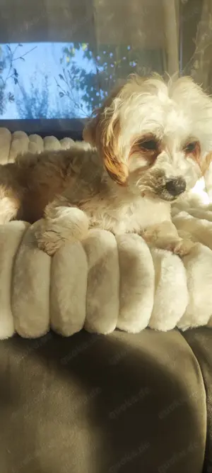 Maltipoo Mädchen 7 Monate jung in allerbeste Hände abzugeben!