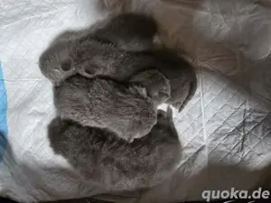 BKH Kitten
