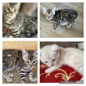 Exklusive Bengal kitten 12 Wochen in tollen Farben mit Stammbaum 