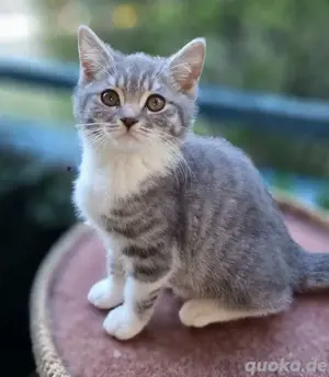BKH Kitten, 12 Wochen, Männchen. Abgabebereit!