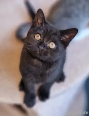 BKH Kitten, 12 Wochen, Männchen. Abgabebereit!