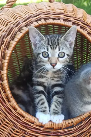 Bengal-Mix- Kitten 