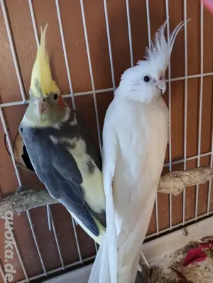 3 Monate alt rote Augen Albino Nymphensittich 