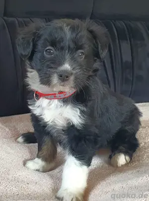 Kleine Welpen mix suchen neue liebervolle Zuhause