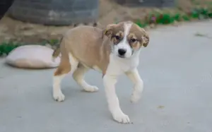 Hundekind Bobby			