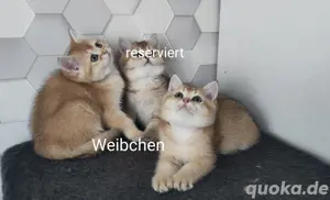 Wunderschöne BKH Kitten
