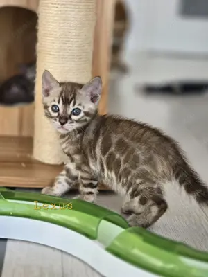 Bengalkitten reinrassig mit Stammbaum 