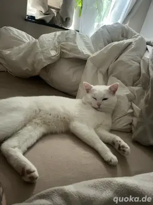 bkh kater 